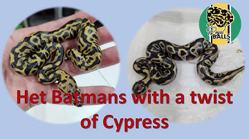 Breeding Ball Pythons; Making Het Batman