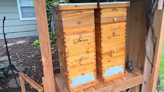 Fall Feeding And Bees using New Robbing Screen Entrance ~ how to start beekeeping