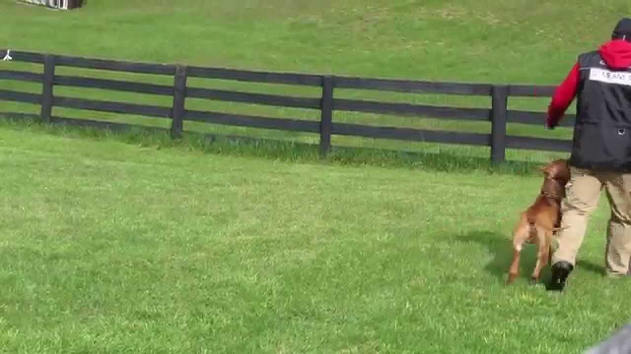 Creasy IPO 1 Obedience 86