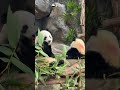 A Simply, Happy Day Of The #HKPanda Family | iPanda #shorts