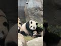 A Simply, Happy Day Of The #HKPanda Family | iPanda #shorts