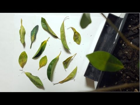 色鉛筆 葉っぱを描いてみたdraw A Leaf Youtube