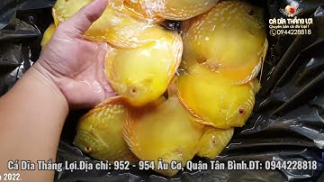 Cá Dĩa Đẹp Mới Về Nhiều Loại Giảm Giá 30% - 50% | Cá Dĩa Thắng Lợi