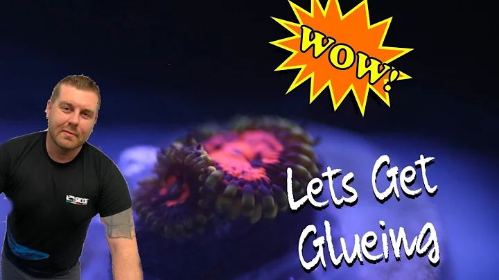 Lets make a Zoa Garden  and glue some HIGH end Zoanthids