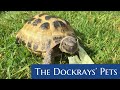 The dockrays pets