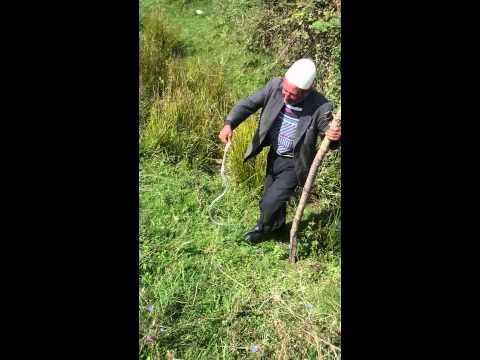 Video: Pse pema e eukaliptit ylber është shumëngjyrëshe?