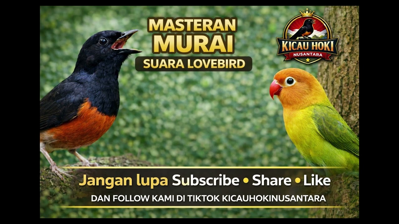MASTERAN MURAI SUARA LOVEBIRD PALING AMPUH 🔥 | White-rumped Shama Training with Lovebird Sound