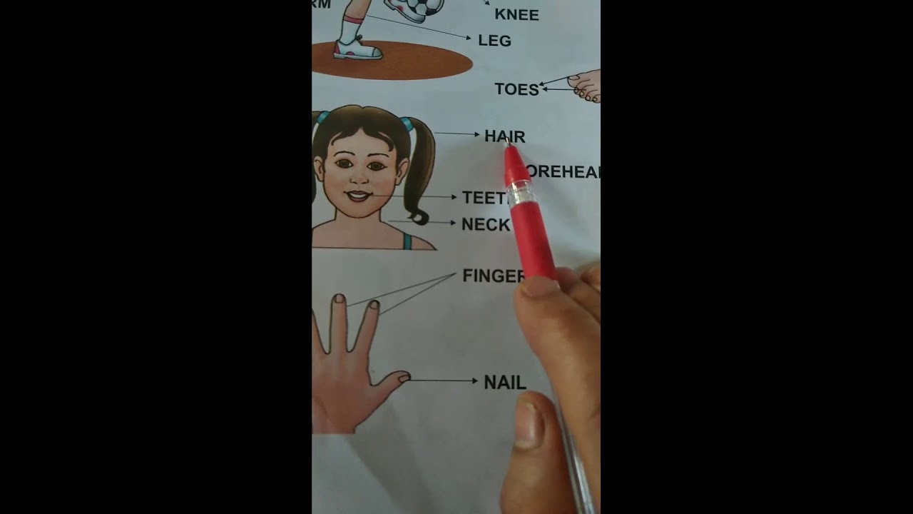 Parts of the Body - YouTube