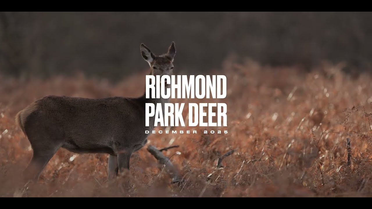 Richmond Park Deer December  2025