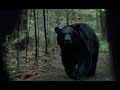 Backcountry   bear attack scene 2015