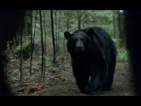 BACKCOUNTRY -  BEAR ATTACK SCENE (2015)
