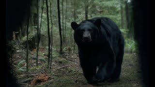 BACKCOUNTRY -  BEAR ATTACK SCENE (2015)