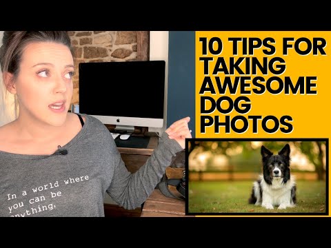 10 TIPS FOR DOG PHOTOGRAPHY - Improve Your Shots with 10 Tips for How To Photograph Dogs