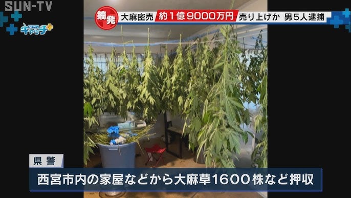 大麻は違法薬物です 少年課 Youtube 大麻は違法薬物です 少年課 Youtube