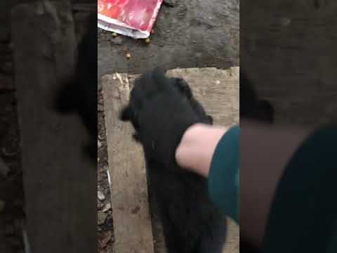camera iphone 8 plus apk thomas and blacky the attention wanters