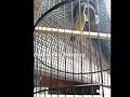 Burung Kolibri Terbaru Full Klik Gacor Suara Panas Cocok Buat Pancingan Mp3 - Mp4 Download