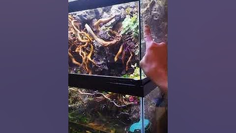 Reptile Misting System Installation