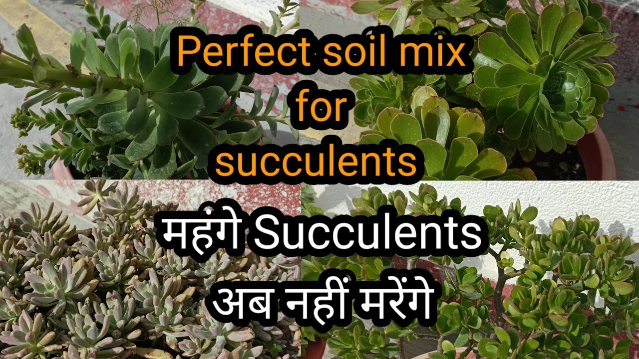 Perfect soil mix for succulents |How to care succulents in summer# ...