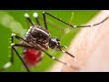 25 most annoying insects on earth