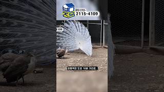 공기좋고 물좋은 곳 장흥 일영리 포시즌타운 치유, 힐링, 은퇴, 여유 #부동산 #부동산 #은평구신축빌라