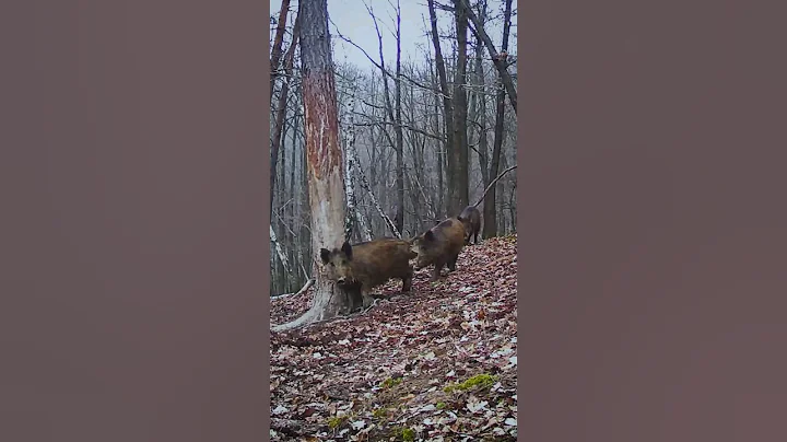 WILD BOAR on the trail #shorts #nature #wildanimals