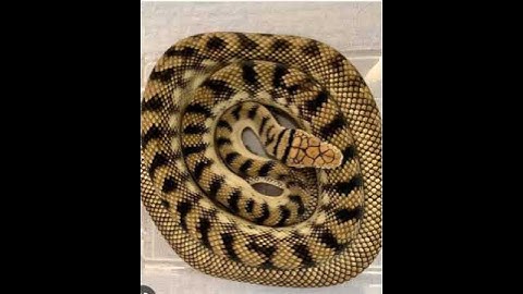 Scrub Python Connoisseurs ! @GreenGTv