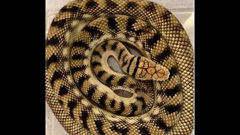 Scrub Python Connoisseurs ! @GreenGTv