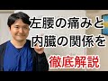 左腰の痛みと内臓の関係を徹底解説【府中 腰痛】