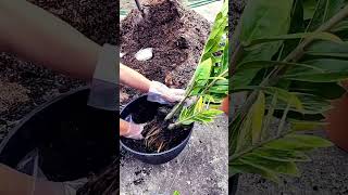 Variegated zz plants transplanting