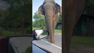 short videos/elephant shortvideo  viral views shorts  animals shortsfeed short funny
