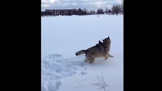 Wolfdogs Having Playing Together In The Snow