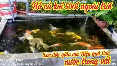 Hồ Cá Koi 500l Nuôi Cá Việt Đẹp Của Em Bằng ở Bến Tre - Cá Chép Nhật Đẹp(beautiful koi pond).😊😊😊😊