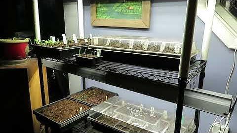 Seed Starting For Beginners: Part 1, The Setup!