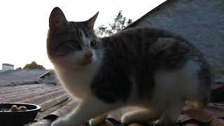 Rooftop stray Cats return by Cats on the Farm 257 views 1 year ago 1 minute, 29 seconds
