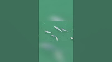 Đàn Cá Mè Khổng Lồ Nhìn Từ Trên Cao  Cảnh Tượng Ngoạn Mục! #fishing  #cauca#carpfishing #fishinglife