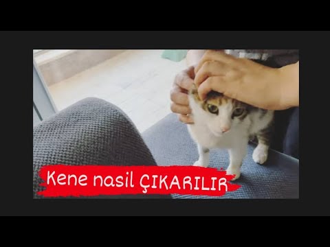 Video: Bir Kediden Bir Kene Nasıl Kaldırılır