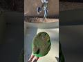 Dirty man #fishman #squishy #satisfying #ariel