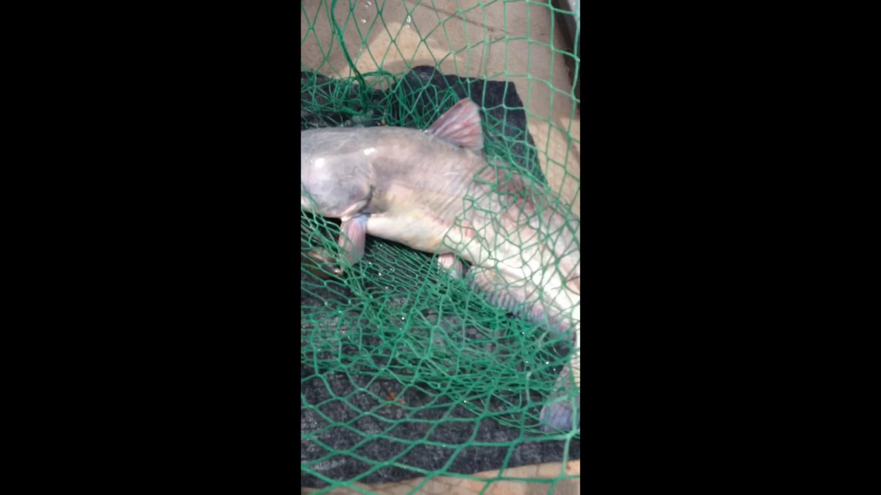 Catching big catfish in Oklahoma 4/13/17 YouTube