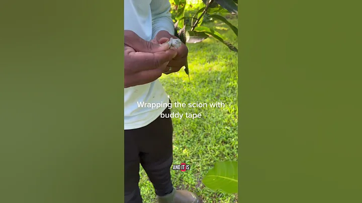 How to graft a fruit tree #grafting #graftingfruittrees #andrethefarmer #mangotree #gardeningtips