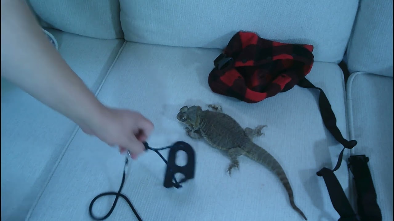 How to Train Your Bearded Dragon - Using a Beardie Leash
