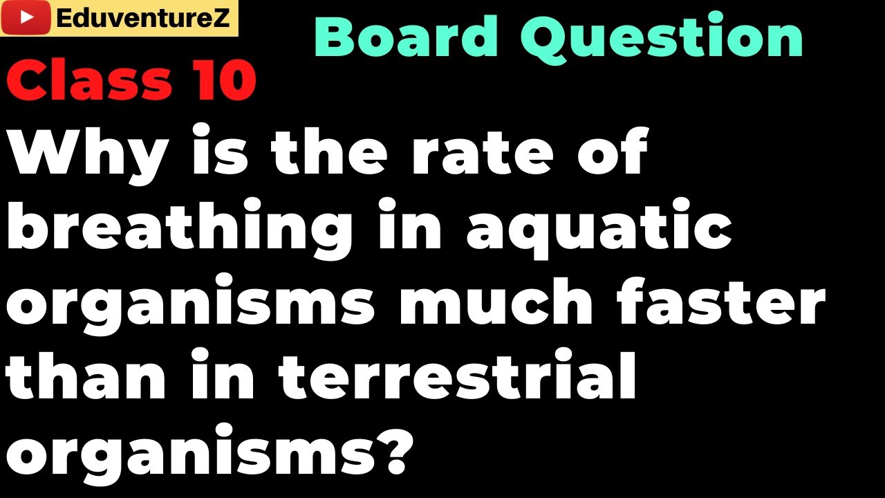 Why is the rate of breathing in aquatic organisms much faster than in  terrestrial organisms? Class10 - YouTube