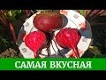 Самая вкусная, самая ранняя свекла!