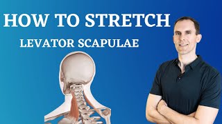 How To Stretch Your Levator Scapulae - Step By Step