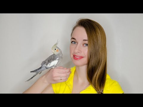 Как приручить попугая-кореллу