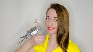 Как приручить попугаякореллу
