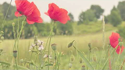 The Last Post (Mattie Archie & Caroline Steen)