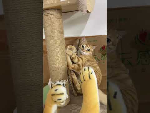 【开朗的菠萝头】這是一隻能屈能伸的貓,又菜又愛玩#cat #貓咪日常 #小猫 #橘猫 #猫咪 #shorts