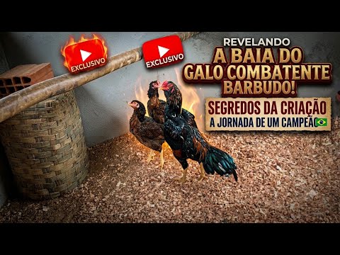 THE BEARDED ROOSTER’S COOP!!🐓🐓