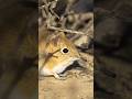 The Pocket Elephant (elephant shrew)
