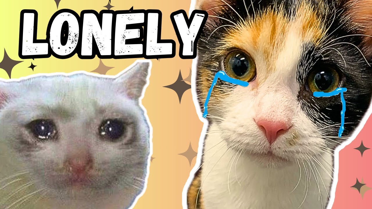 We Abandoned Our Adopted Cat (for a week) | VLOG